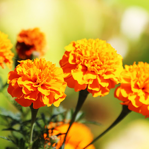 Marigold (गेंदा)
