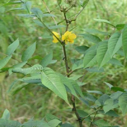 Negro coffee , Coffee Senna, coffeeweed (Kasunda, Bari kasondi)