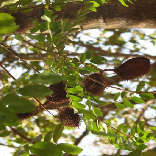 Pansuka, Gila, Kantkarej, Kantikaranja, Sagar Gota, panshul