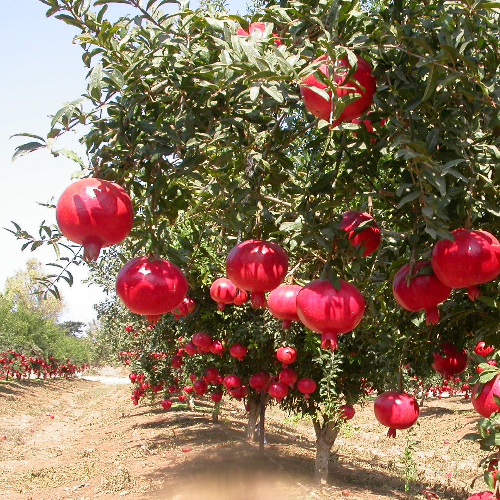 Pomegranate (Anaar)