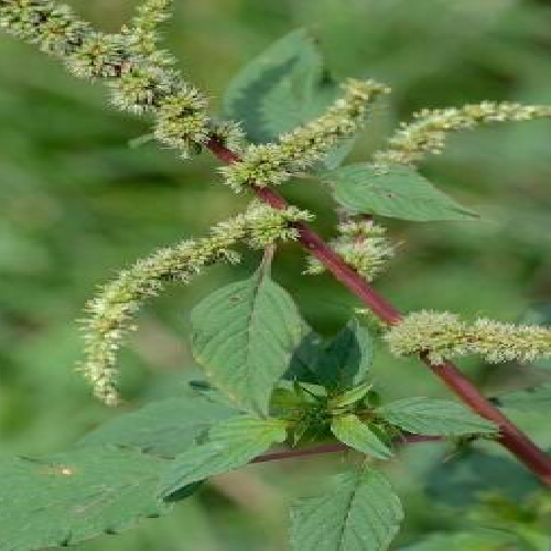 Prickly Amaranth, Edlebur, Needle burr (Kanta chaulai)