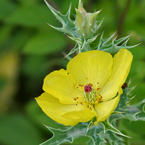 Prickly Poppy (Pila-dhatura, Shialkanta, Bharbhand, Satyanashi)