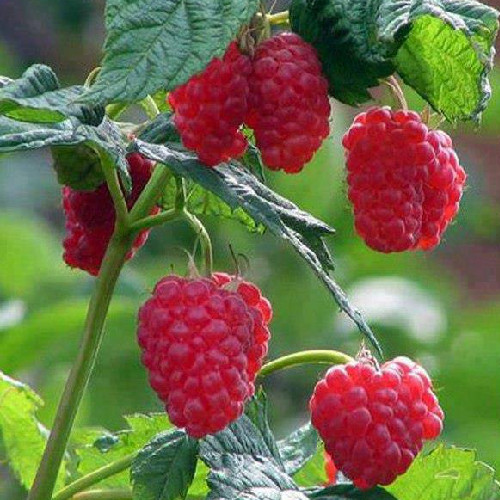 Raspberry (Kantakari)