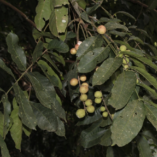 Rohituka tree (Harinkhana, हरिनहर्रा Harin-hara)
