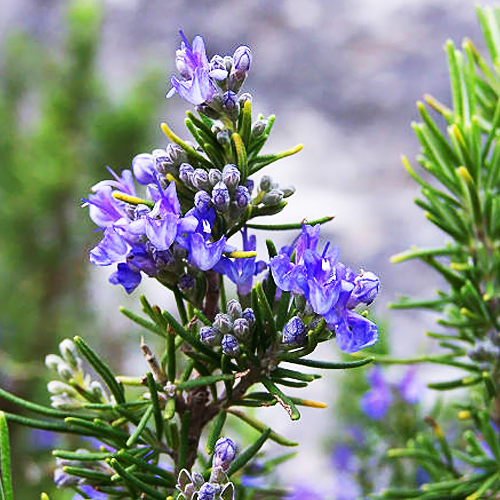 Rosemary (रोजमैरी)
