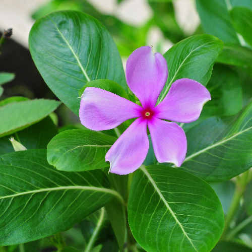 SadaBahar (Periwinkle/Nyantara)