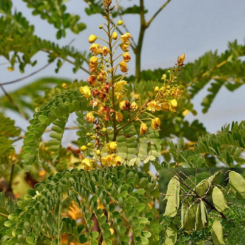 Sappan Wood (Bakam, Pagang)