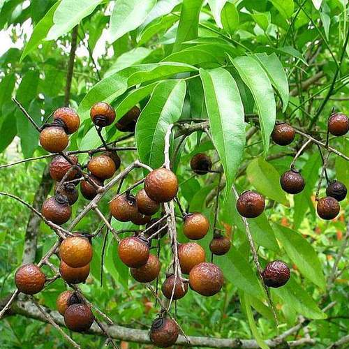 Soap nut (Reetha)