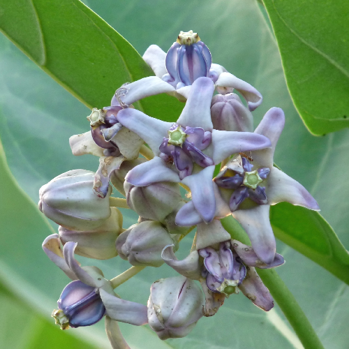 Sodom apple (Aak, Madar, Akvana)