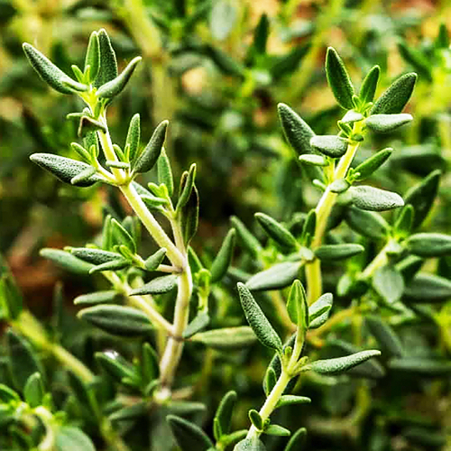 Thyme (अजवायन के फूल)
