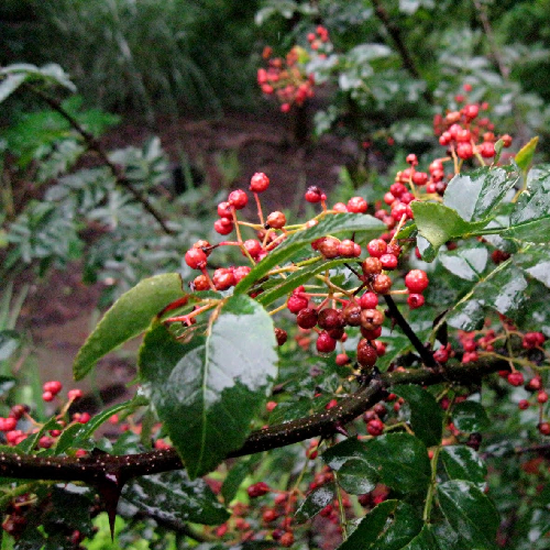 Toothache tree (Tumburu)