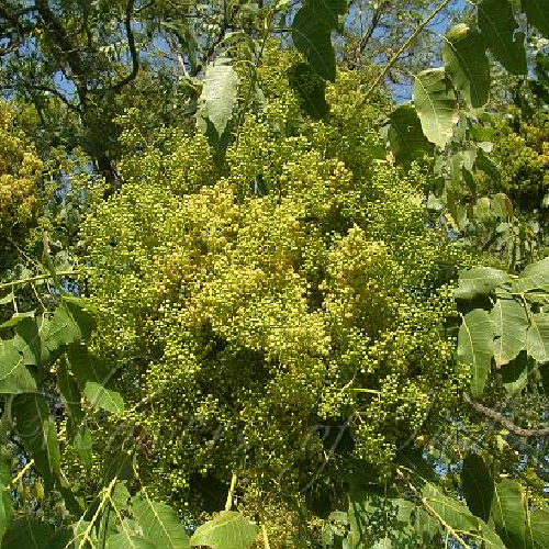 Tree of Heaven (Maharukh, Jangli Sarva, Mahanimb)