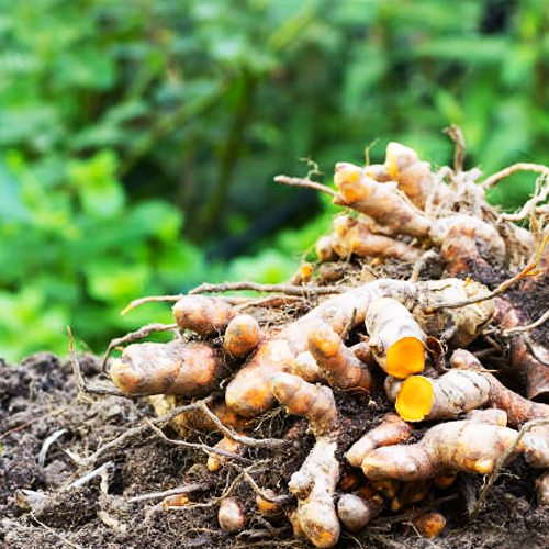Turmeric (हल्दी)
