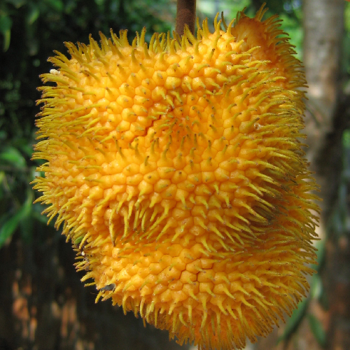 Wild Jack, Jungle Jack (Kathal)