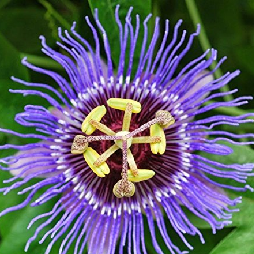 Wild passion flower (Ghadi phool)