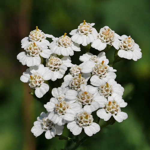 Yarrow