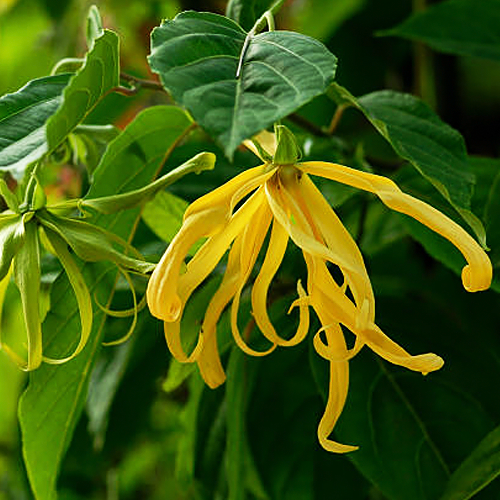 Ylang-ylang 