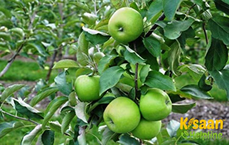 Balvant (बलवंत)