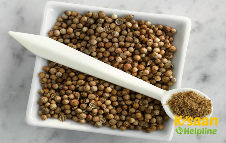 CO - 1 Coriander (सीओ - 1)