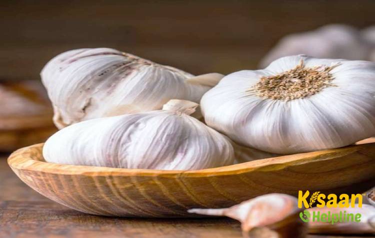 Agrifound White (G-41) (एग्रीफाउंड व्हाइट (जी -41))