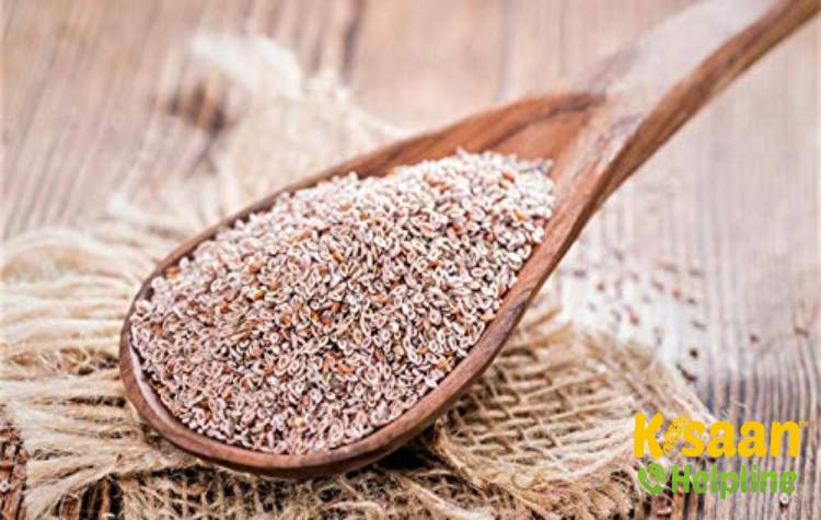 Gujarat Isabgol 2 (GI 2) (गुजरात इसबगोल 2 (जीआई 2))