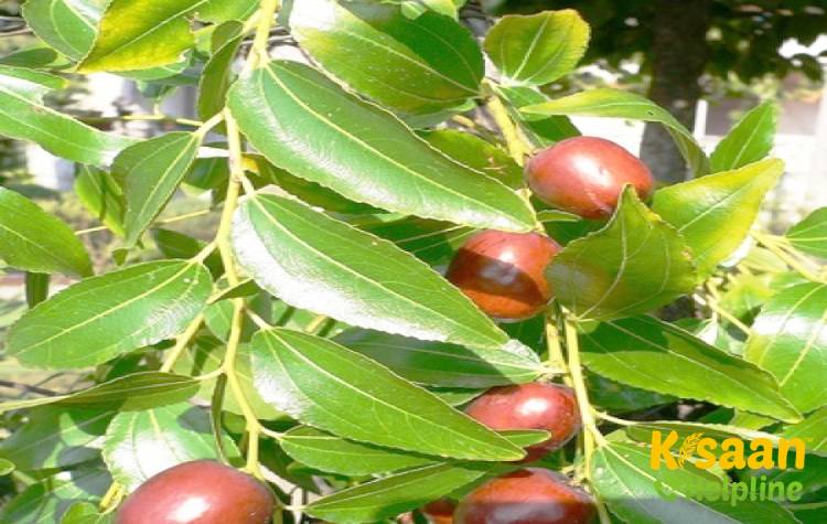 Banarsi (बनारसी)