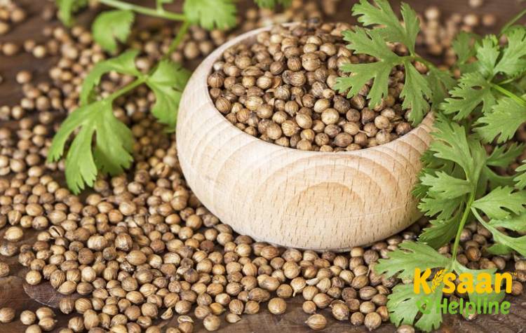 Gujarat Coriander - 1 (गुजरात धनिया - 1)