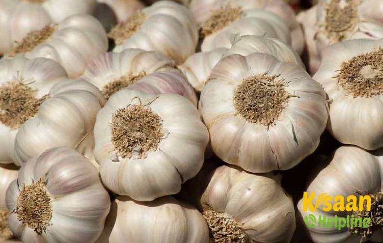 Yamuna Safed -4 (G -323) (यमुना सफेद -4 (जी -323))