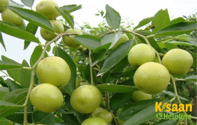 Kaithli (कैथली)