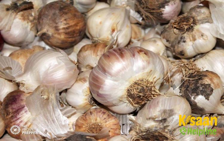 Yamuna Safed -5 (G- 189) (यमुना सफेद -5 (जी- 189))