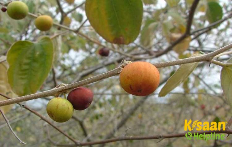 Kantha (कांथा)