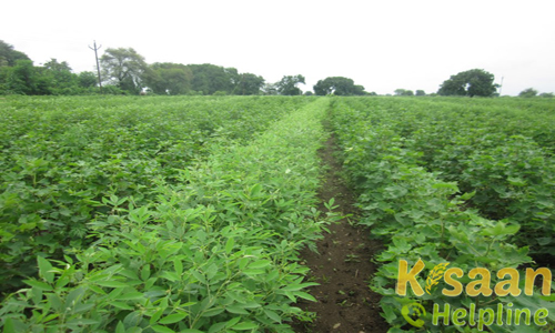 ट्राम्बे जवाहर तुवर - 501 (2008)