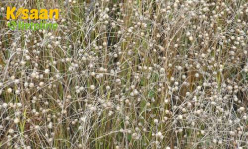 Jeevan (DPL-21) जीवन (DPL-21)