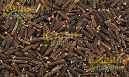 Black Cumin (काली जीरी)