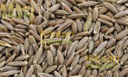 RZ-19(Rajasthan jeera-19)