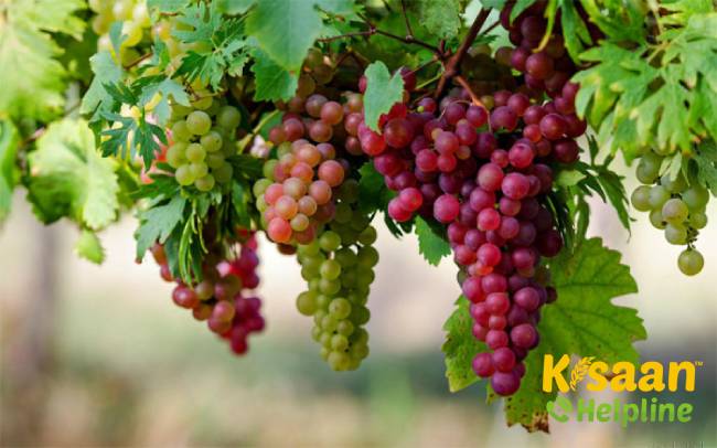 Ruby Red (रूबी रेड)