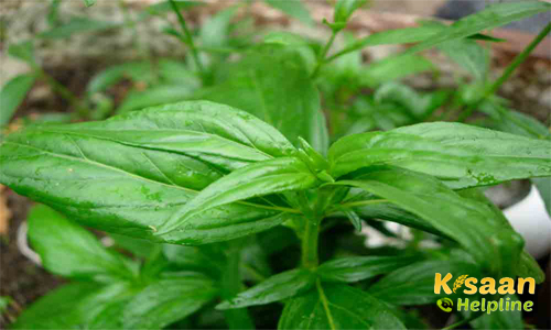 Kalmegh (कालमेघ)