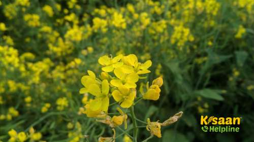 Varuna (वरुणा)
