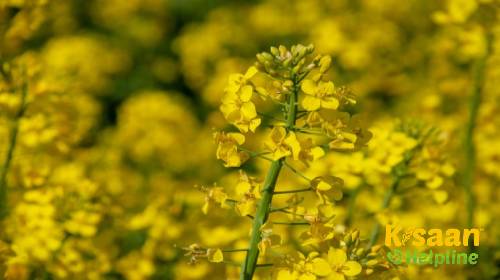 Toria TS 29 (तोरिया टीएस 29)