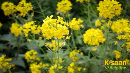 Kranti (क्रांति)