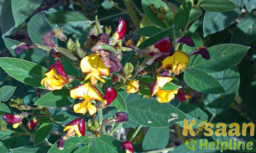 जे.के.एम.-7 (1996)