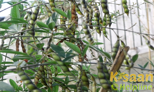 बी.एस.एम.आर.-853 (वैषाली, 2001)