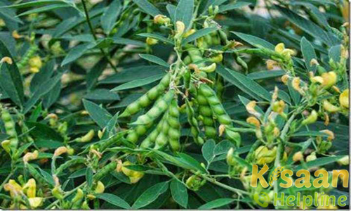 बी.एस.एम.आर.-736 (1999)