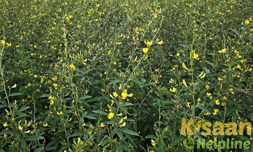 जवाहर अरहर-4 (1990)