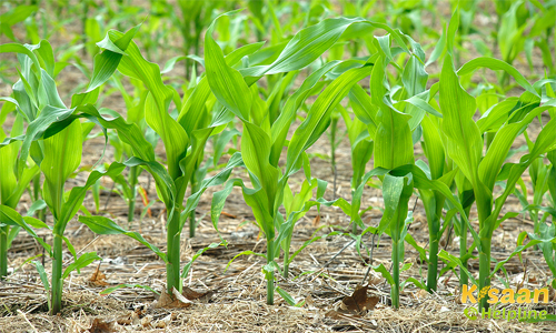 Baby Corn (बेबी कॉर्न)