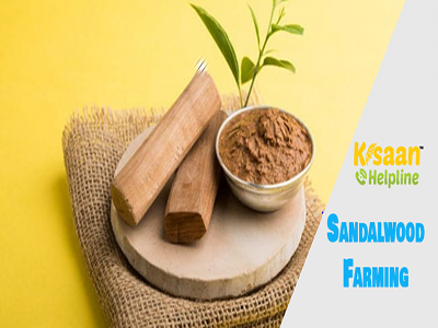 Sandalwood (चन्दन)