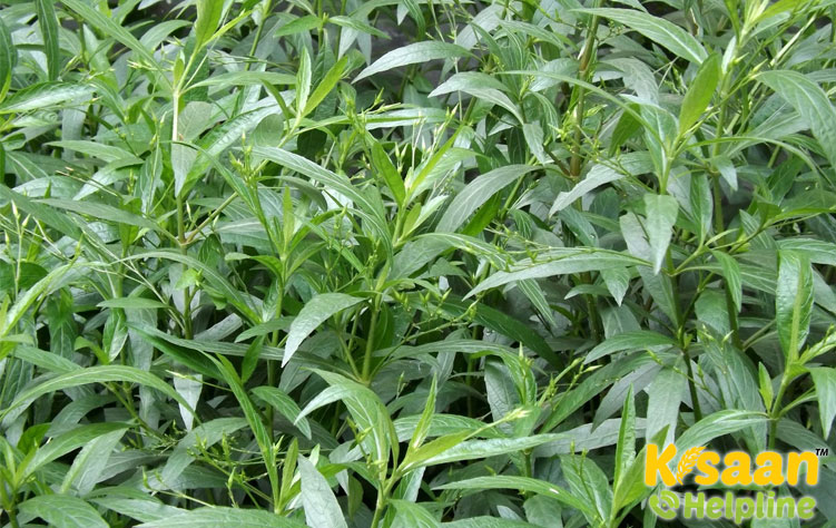 Kalmegh (कालमेघ)