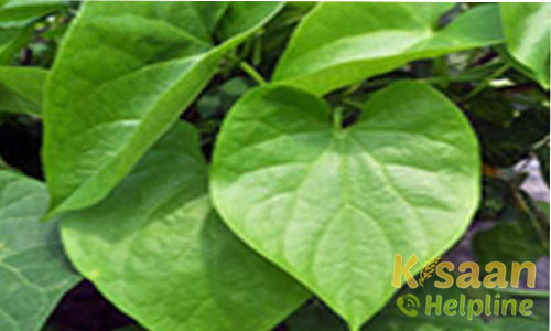 Giloy ( गिलोय)