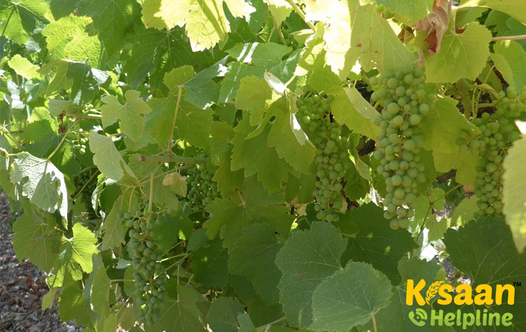 Thompson Seedless (थॉम्पसन सीडलेस)