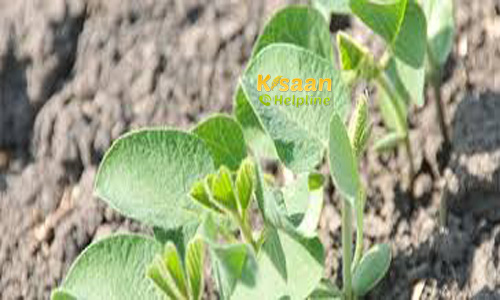 710 soybean (सोयाबीन)